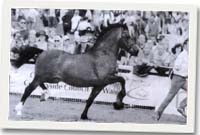 Gwenllian Deio, stalwyn 8 mlwydd oed