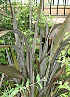 New Zealand Flax