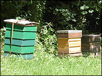 Hives in Highbury Park Teaching Apiary