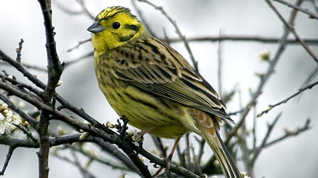 Yellowhammer. Photo: Alan Burfitt