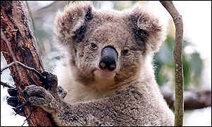 _1630141_koala300afp.jpg