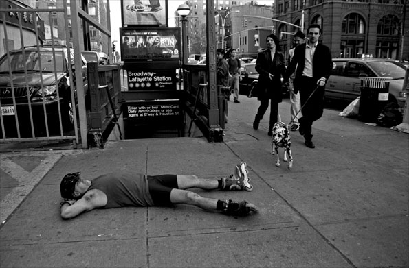 An inquisitive Dalmatian dog out for a walk