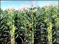 د جوارو پټى