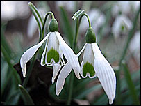 Snowdrops