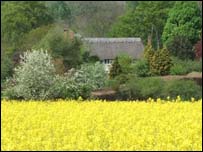 Summer Nr Bladon 2007