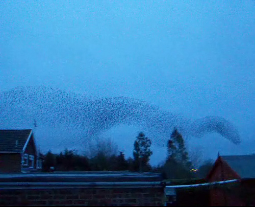 Starlings at dusk