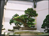 £4,000 satsuki azalea