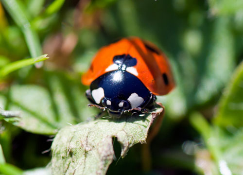 Seven-spot ladybird © Mark Johnson