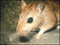 ख़ास प्रजाति के चूहे