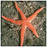 Starfish c/o Natural England