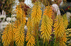 Kniphofia 'Bressingham Sunbeam''