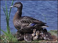 آنفلوانزای مرغی