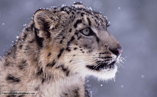 Snow leopard