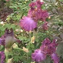 Iris 'Rosette Wine'