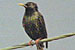 Starling