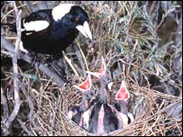 کيشکره او د کيشکرې بچي