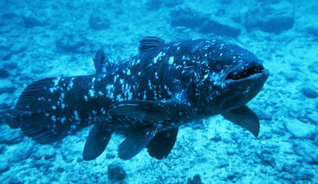 Coelacanth (Image: Peter Scoones / Getty images)