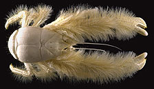 new species