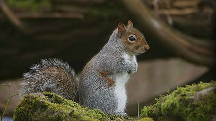 grey_squirrel_cwm.jpg