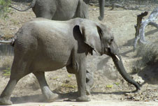 A Namibian elephant, BBC image