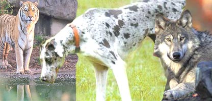 ليوه، سپی او پړنګه