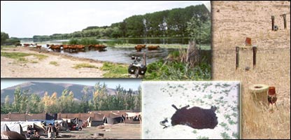 خطر ماين در چراگاه ها