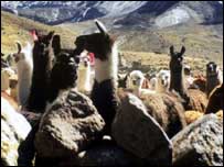 A herd of alpaca