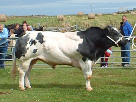 A Fine Bull.