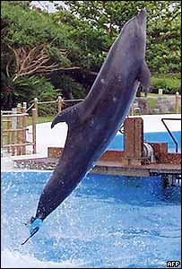 Golfinho fêmea Fuji