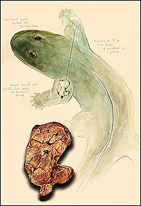 ارتقائی دور