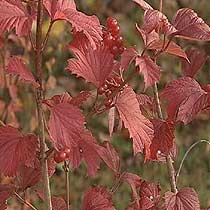 Viburnum opulus 'Compactum'