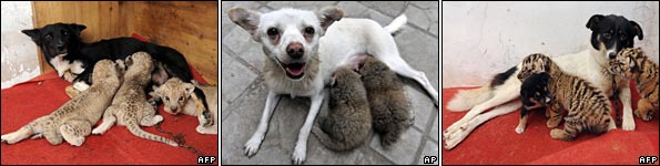 surrogatedogs_ap_afp.jpg