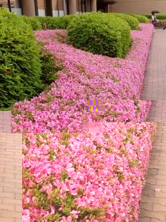 Flowers at a university. Perhaps reducing stress?