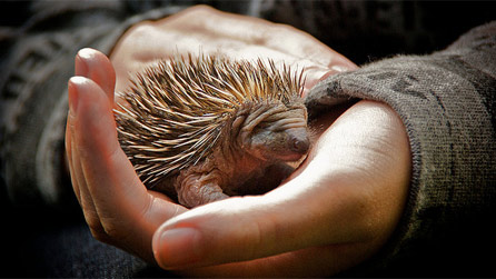 A baby hedgehog at a rescue centre