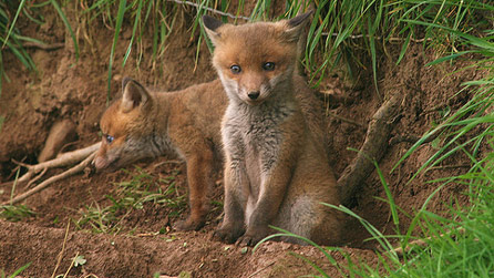 Fox cubs at the back of the house. Image by sandra 45.