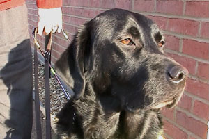 Mike's guide dog was really put to the test when the London bombs went off