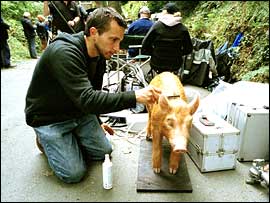 Animatronics pig in make-up!