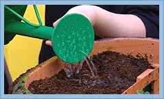 Photo of a child watering soil in a pot