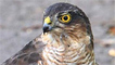 A sparrowhawk by Welsh Pixel 