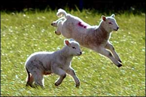 Lambs