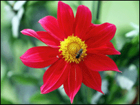 A dahlia