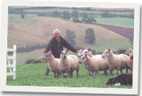 Treialon cŵn defaid