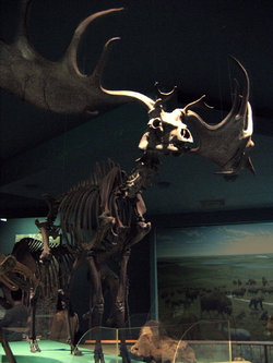 250px-Irish_Elk.jpg