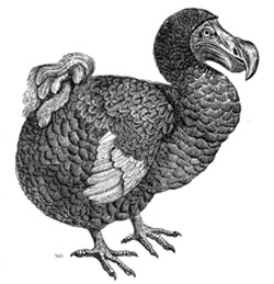 A Dodo