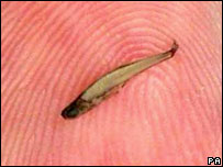 छोटी मछली