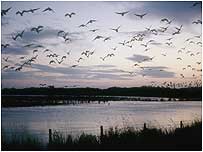 Migrating birds (Image c/o RSPB Images and Chris Gomersall)