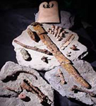 Image of the Scar burial goods