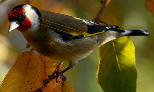 goldfinch
