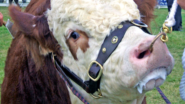 A Hereford is led around the showring.