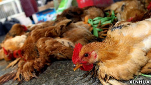 上海某菜市场内等待屠宰的活鸡（新华社图片5/4/2013）